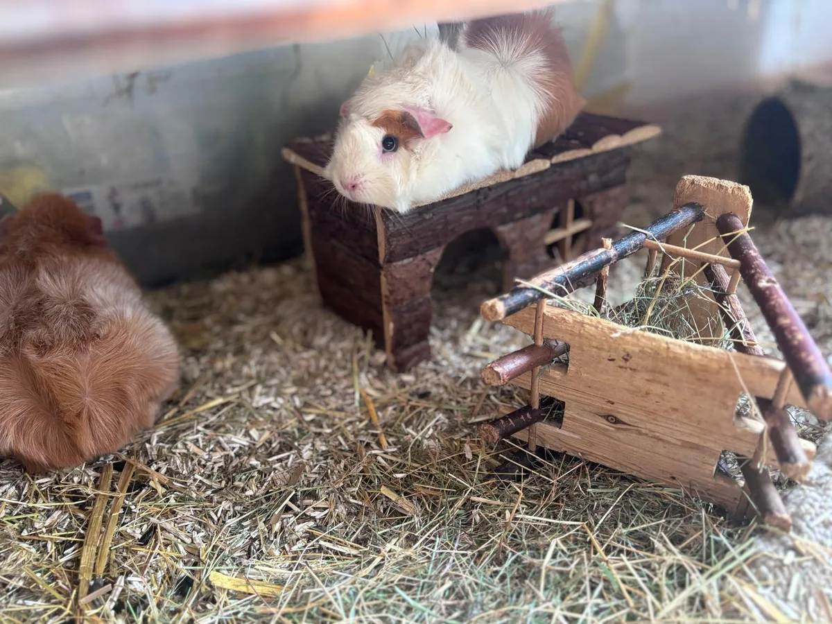 Die Tochter von Judith Possin ist an schwerem ME/CFS erkrankt